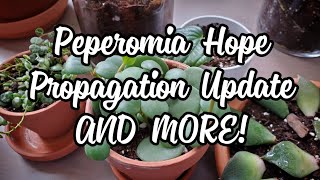 Peperomia Hope 7 Months After Propagation  AND MORE PLANTS [upl. by Valley]