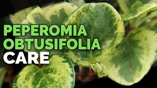 8 Peperomia Obtusifolia Care Tips and Tricks [upl. by Juline]