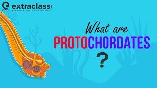 What are Protochordates  Biology  Sub Phylum of Chordata  Animal Kingdom  Protochordata [upl. by Lachus]