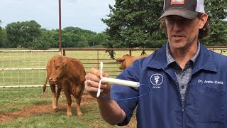 Artificial Insemination AI In Cows 🐮 Synchronizing Estrus  CIDR Application  Prep For Breeding [upl. by Rashidi]