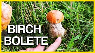 Birch Bolete Mushroom  Identification and Cooking [upl. by Yeta]