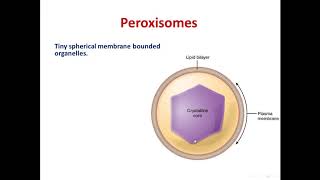 5 peroxisomes [upl. by Wight124]