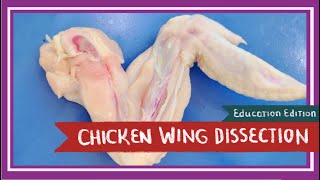 Chicken Wing Dissection  Spread Your Wings EDU [upl. by Semele104]