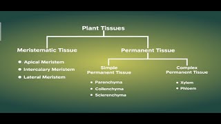 Plant Tissues  Part II Meristematic  Permanent Tissues  Class 9 Biology [upl. by Neelyk]