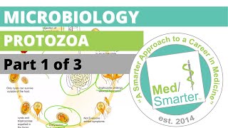 Protozoa  Microbiology  USMLE STEP 1  Part 1 of 3 [upl. by Swords283]