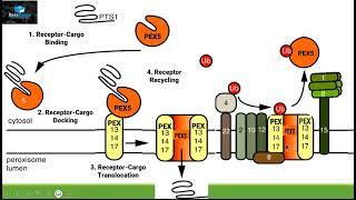 Protein Transport in Peroxisome [upl. by Karlow]