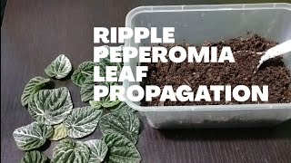 Ripple Peperomia Leaf Propagation [upl. by Aryhs]