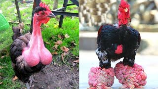 10 Razas de pollos y gallinas increíbles [upl. by Anifares]