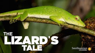 The Lizards Tale 101 Meet the Anoles [upl. by Mckeon999]