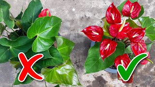 Anthurium Flowering Tips  Learn Gardening [upl. by Wilt845]