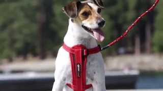 EzyDog Chest Plate Harness [upl. by Harmony]