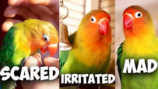 Lovebird Body Language Explained [upl. by Olly]