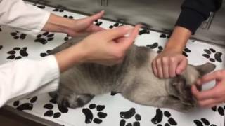 Constipation in a cat with megacolon How to monitor treat and care for your cat at home [upl. by Alag]