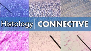 Histology  Connective Tissue [upl. by Mcdowell]