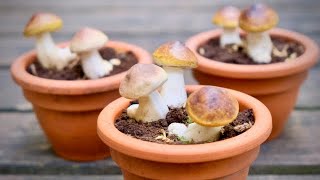 Growing Porcini Mushrooms From Spores Debunking The Myth [upl. by Etty199]