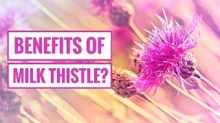 4 Potential Benefits of Milk Thistle [upl. by Ahsienom76]