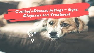 Cushings Disease in Dogs  Signs Diagnosis and Treatment [upl. by Ztnarf]