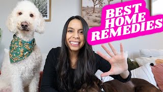 TOP 5 Ways To STOP Dogs Itchy Skin Naturally 🐶 Home Remedies that actually work [upl. by Ahsac]