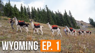 Backcountry Mule Deer Hunt  Wyoming EP 1 [upl. by Jedlicka]