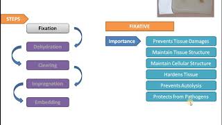 Histological Tissue Processing [upl. by Ynamad640]