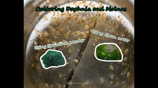 How To Culture Daphnia and Moinas using Green Water Spirulina powder [upl. by Tada]