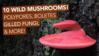 10 Wild Mushrooms Polypores Boletes Gilled Fungi amp More [upl. by Idolah230]