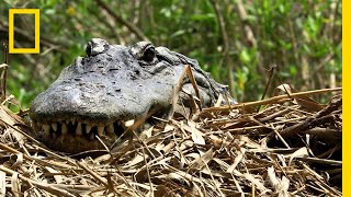 Alligator Moms Are Natures Helicopter Parents  National Geographic [upl. by Farrar195]