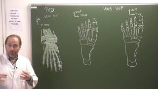 MI 7  Muscles du pied Foot muscles [upl. by Wilda398]