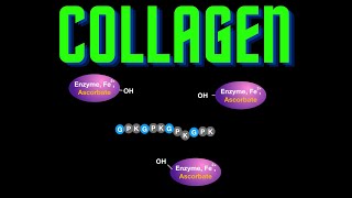 USMLE Step 1  Lesson 22  Collagen Types Structure and Synthesis [upl. by Tevis]