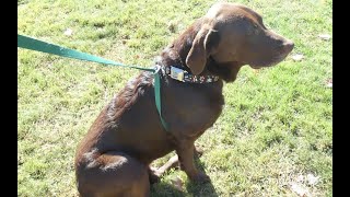 How To Make A Dog Harness Simple DIY Guide [upl. by Elmaleh]