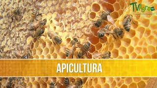 Como Desarrollar un Proyecto Apicola Artesanal  TvAgro por Juan Gonzalo Angel [upl. by Ner283]