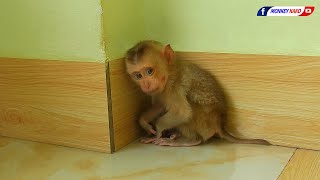 Rescue A Poor Baby Monkey  Welcome New Home For Orphan Baby Monkey [upl. by Grange]