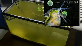 Raising Daphnia for the Freshwater Aquarium [upl. by Ranita]