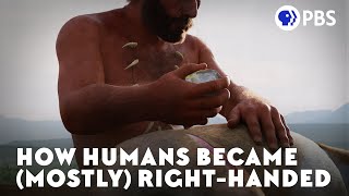 How Humans Became Mostly RightHanded [upl. by Philpot]