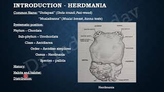 Life History of Herdmania 1 [upl. by Riggins594]