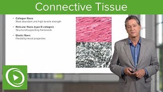 Connective Tissue – Histology  Lecturio [upl. by Aspia]