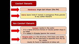 Cell Biology  Ch8  Peroxisome [upl. by Regan]