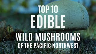 Top 10 Edible Wild Mushrooms of the Pacific Northwest [upl. by Madelene]