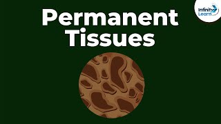 What are Permanent Tissues  Dont Memorise [upl. by Nuahsyt]