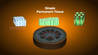 Plant Tissues  Class 9 Tutorial [upl. by Bennett]