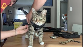 How to use a cat harness [upl. by Atilrep]