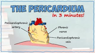 The Pericardium [upl. by Sirahs205]