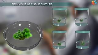 Tissue Culture [upl. by Ahola]