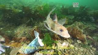 Spotted Ratfish or Chimaera  Hydrolagus colliei  British Columbia Canada [upl. by Igiul827]