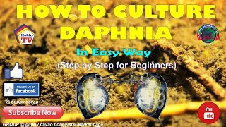 HOW TO CULTURE DAPHNIA In Easy Way [upl. by Stambaugh]