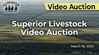 Superior Livestock Video Auction [upl. by Adnilram618]