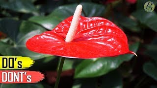 ANTHURIUM PLANT CARE TIPS – INDOOR FLOWERING PLANT [upl. by Neeham865]