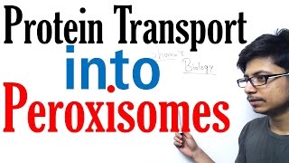 Protein transport into peroxisomes [upl. by Aerbma]