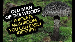 Old Man Of The Woods — An Edible Bolete Mushroom You Can Easily Identify [upl. by Erlene]